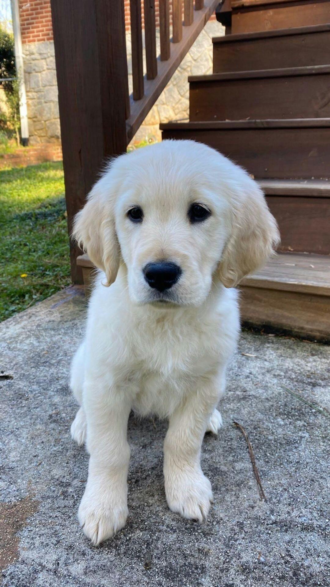 Yeti loves playing with his sister, Daisy, and chewing on anything he can.