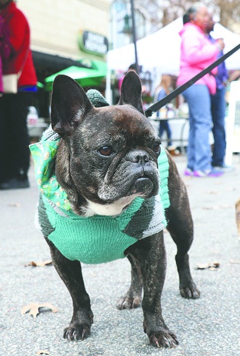 Chloverine, 10 years old, French bulldog