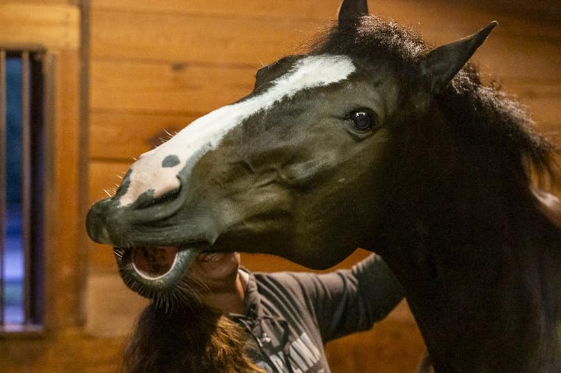 Gamecock Equestrian Health_Xavier Martin_09012023_0144.JPG