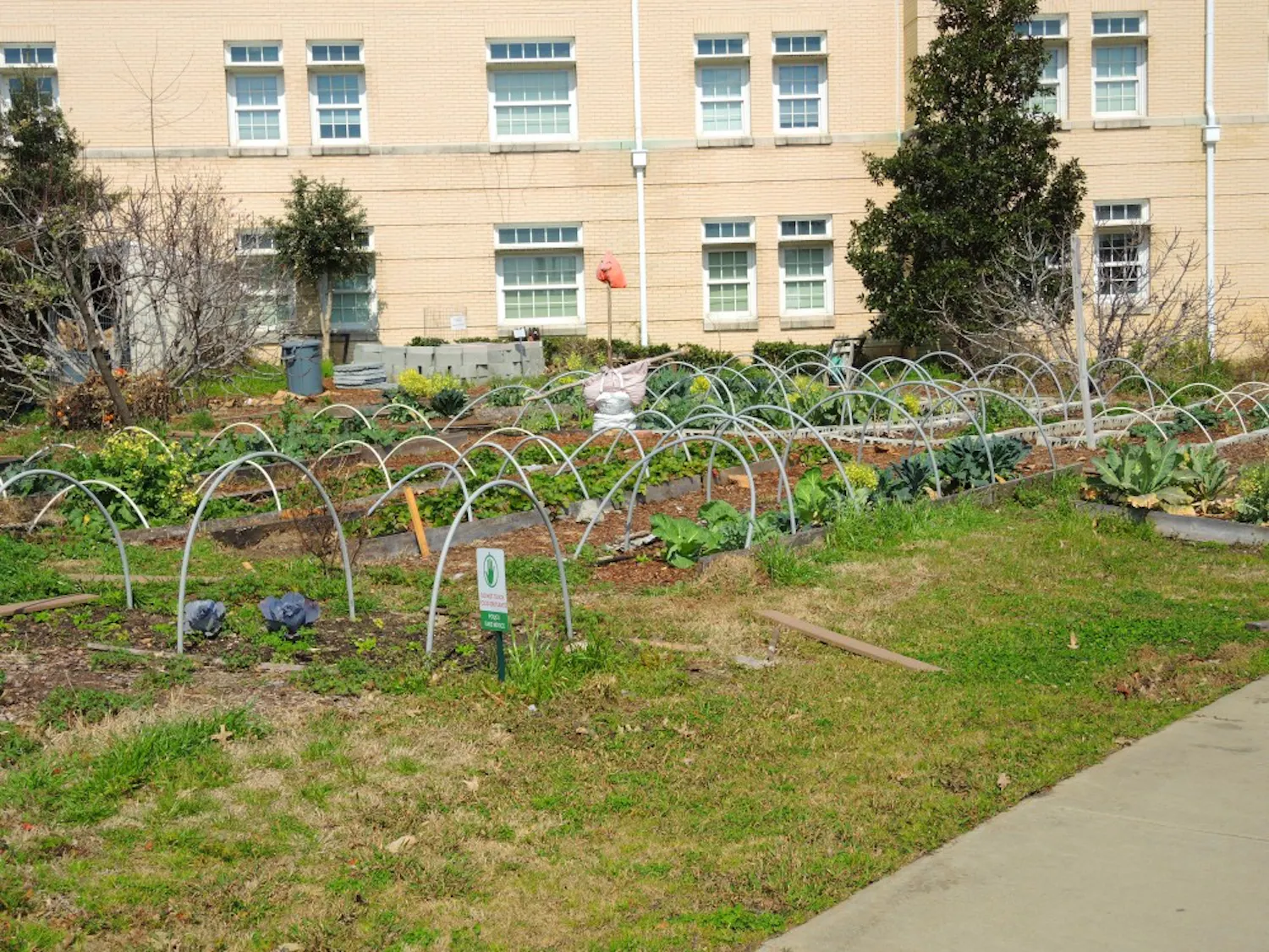 The Sustainable Carolina Farm and Gardens flourishes outside of Green Quad, and their produce will be sold at the Healthy Carolina Farmer's Market. 