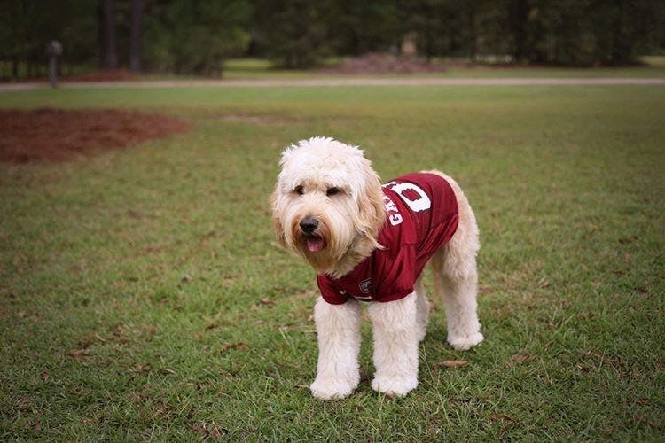 Bentley's favorite toy is plastic bottles, and he's going to be a therapy dog.