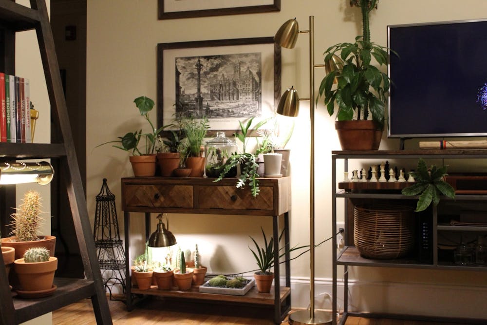 <p>A collection of potted plants sit along a small drawer in Clayton Bellinger's apartment on &nbsp;Feb. 16, 2020 in Columbia, SC. Bellinger states that people often say his apartment looks like a Rainforest Café.</p>