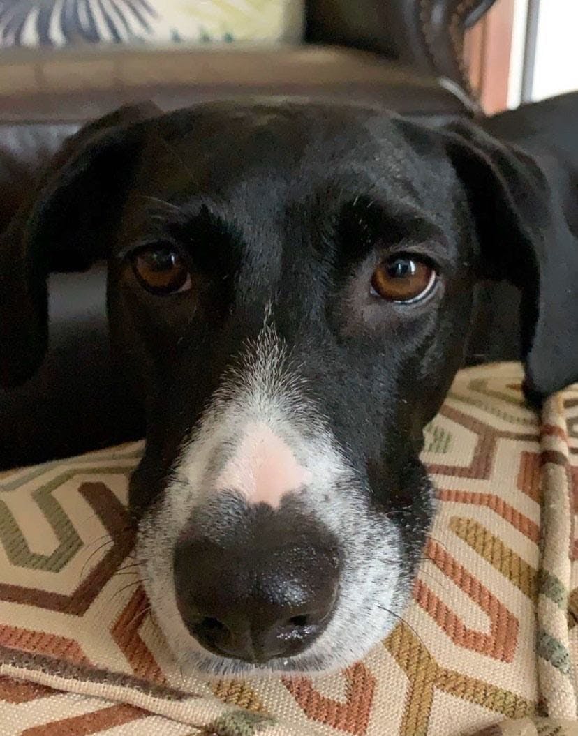 Molly loves to bark until she gets the attention she wants.