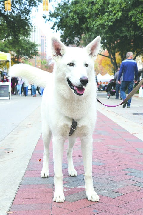 Hattie, 10.5 months, German shepherd-husky mix