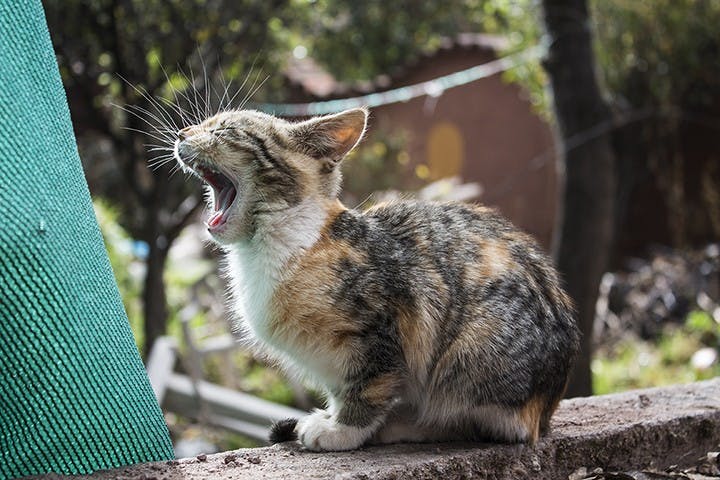 Stray kitten in Sarasota, Florida