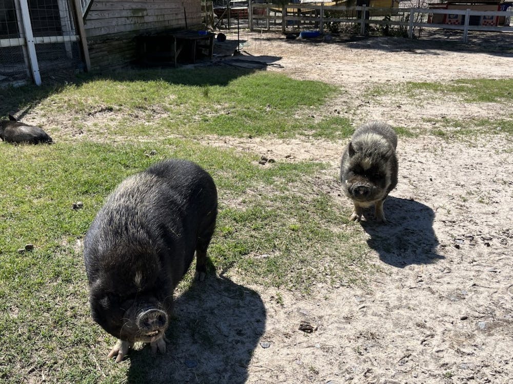 <p>Two pigs enjoy their time in the sun at the Cotton Branch Farm Sanctuary in April 2023. Many of the pigs living at the sanctuary were previously victims of abuse.</p>