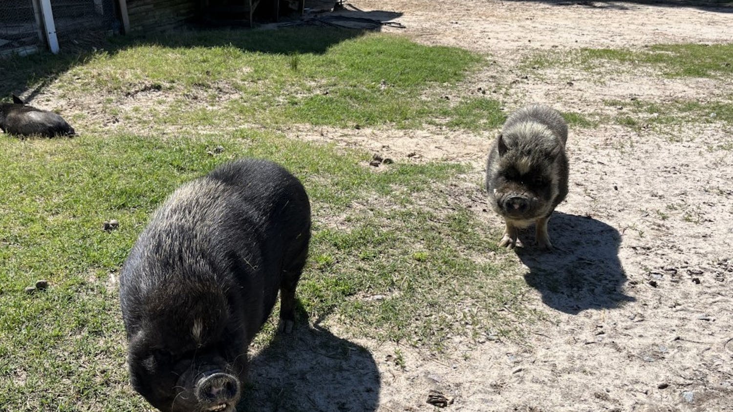 Two pigs enjoy their time in the sun at the Cotton Branch Farm Sanctuary in April 2023. Many of the pigs living at the sanctuary were previously victims of abuse.