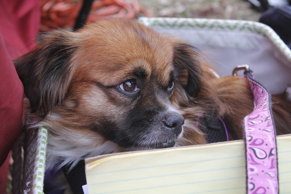 Soda City is Columbia, S.C.'s Main Street market focused on the brain, body, and belly. This event is every Saturday from 9am-1pm year-round, rain or shine. It highlights local businesses, farmers, restraurants, artists, and musicians from around South Carolina. 