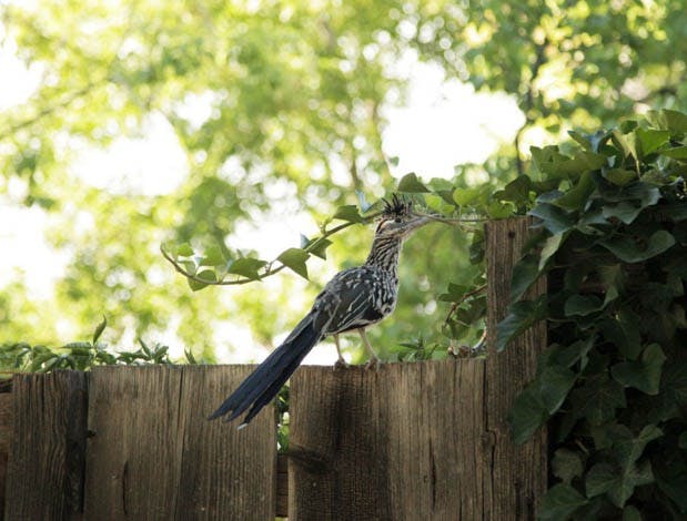 A roadrunner finds food and shelter in Lobo Gardens.