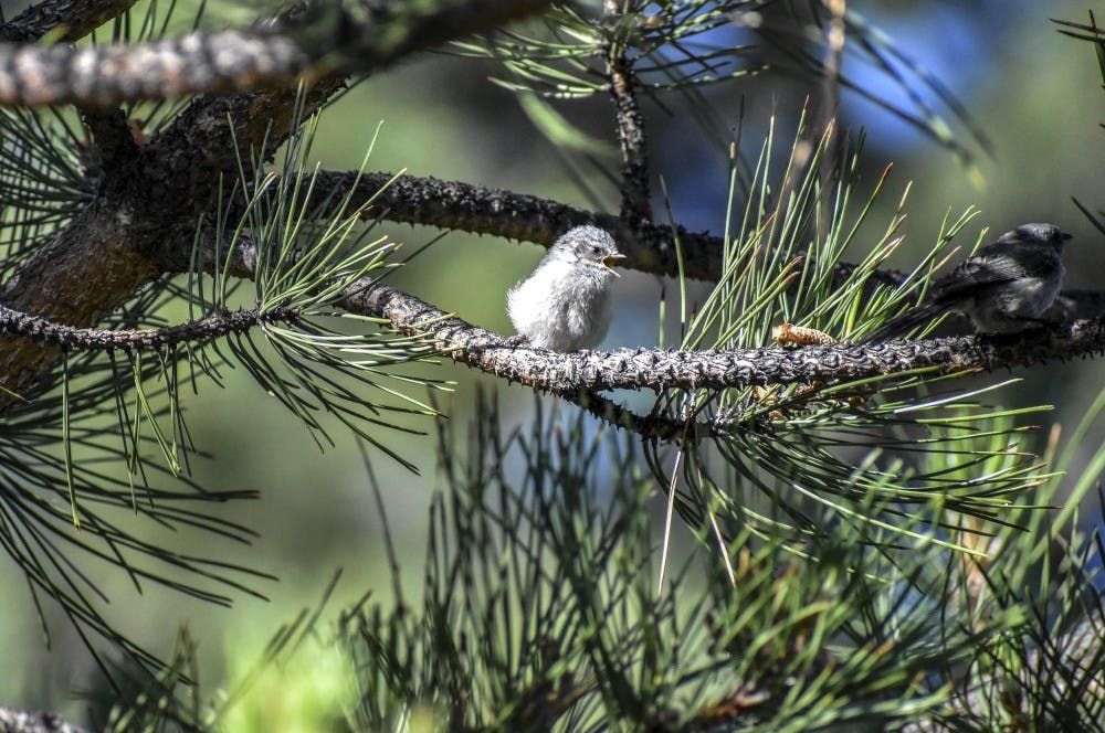 A bushtit chirps while sunbathing.