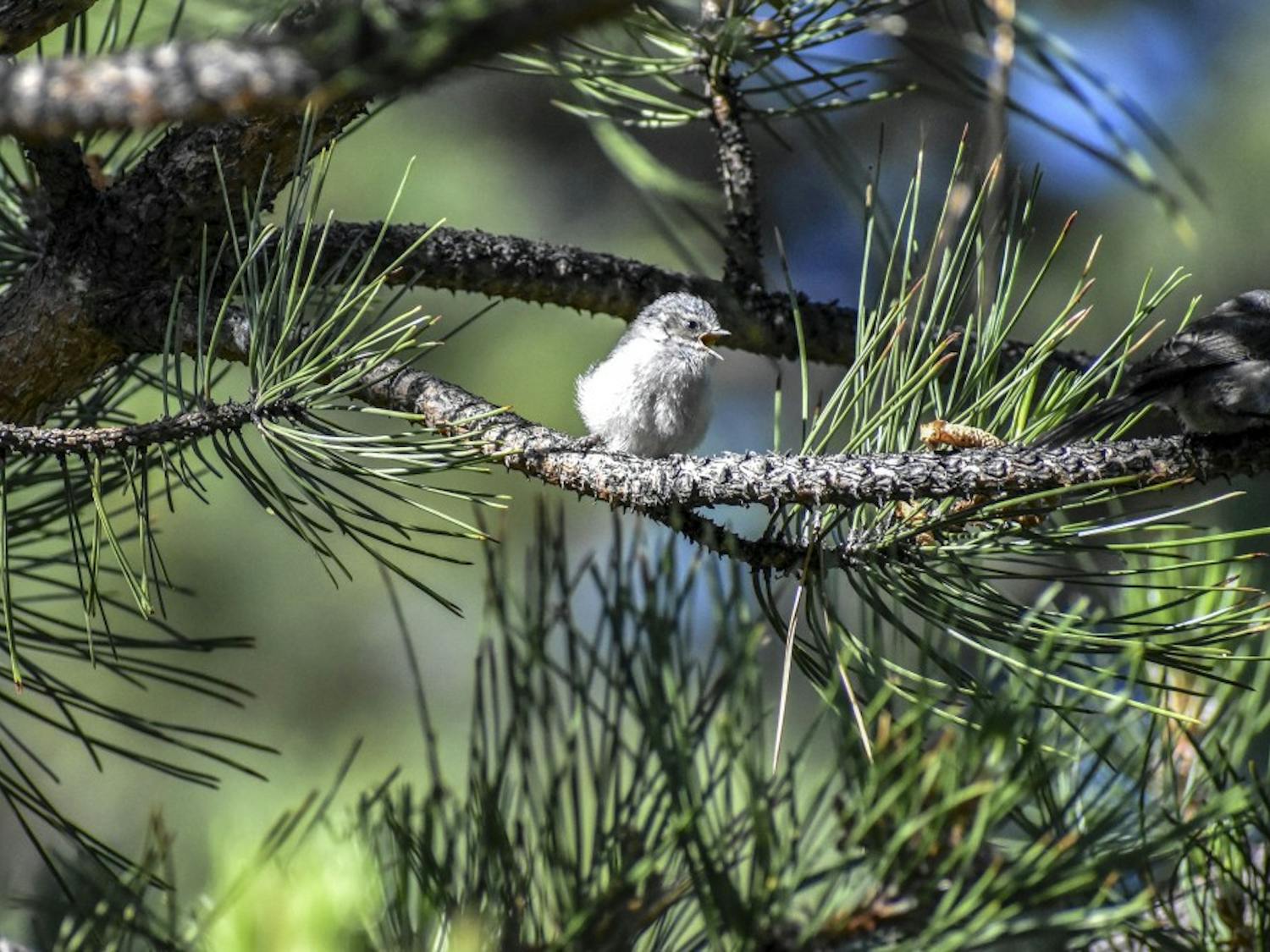 A bushtit chirps while sunbathing.