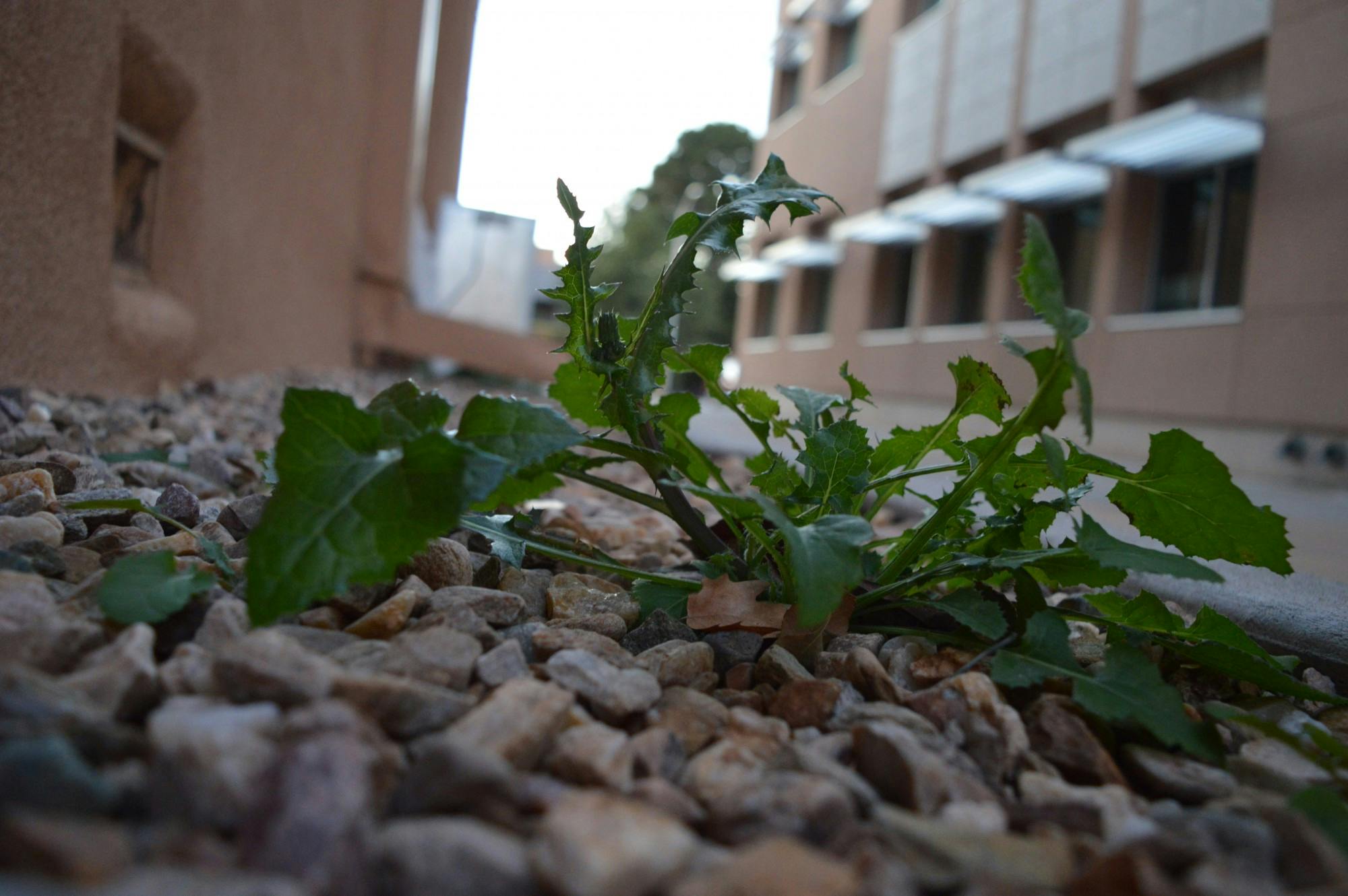 Weeds are Plants.JPG