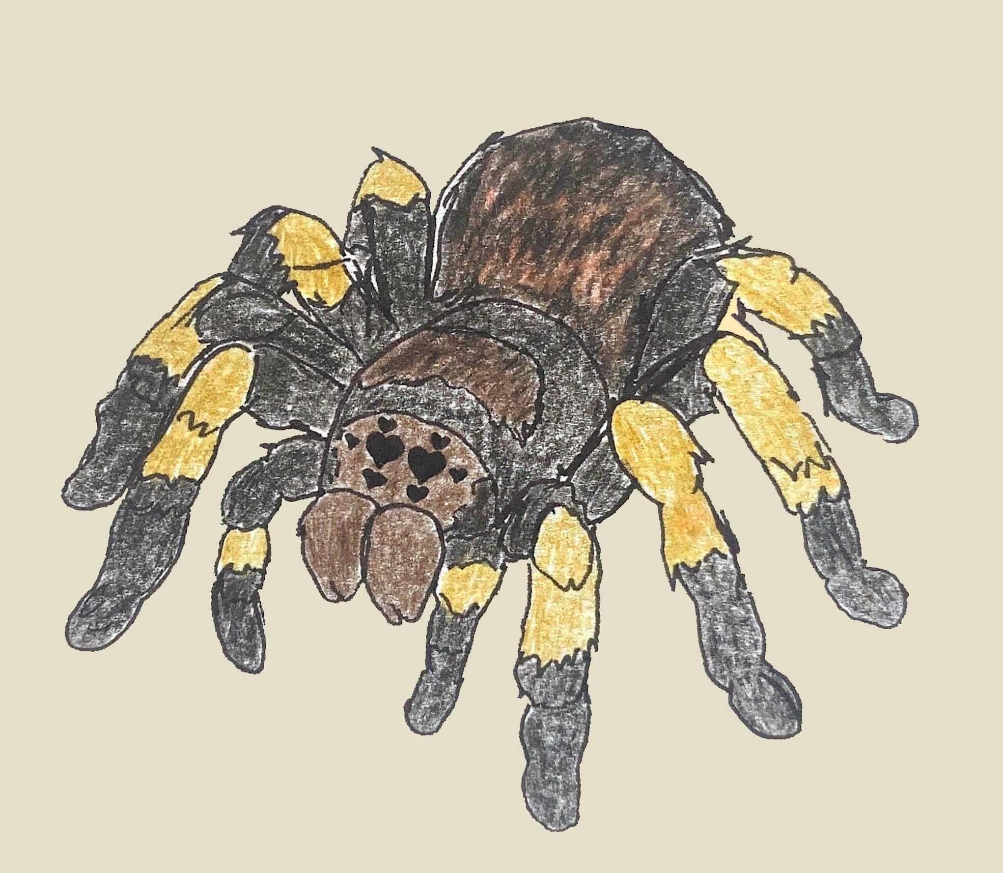 tarantula (PALOMA).jpg