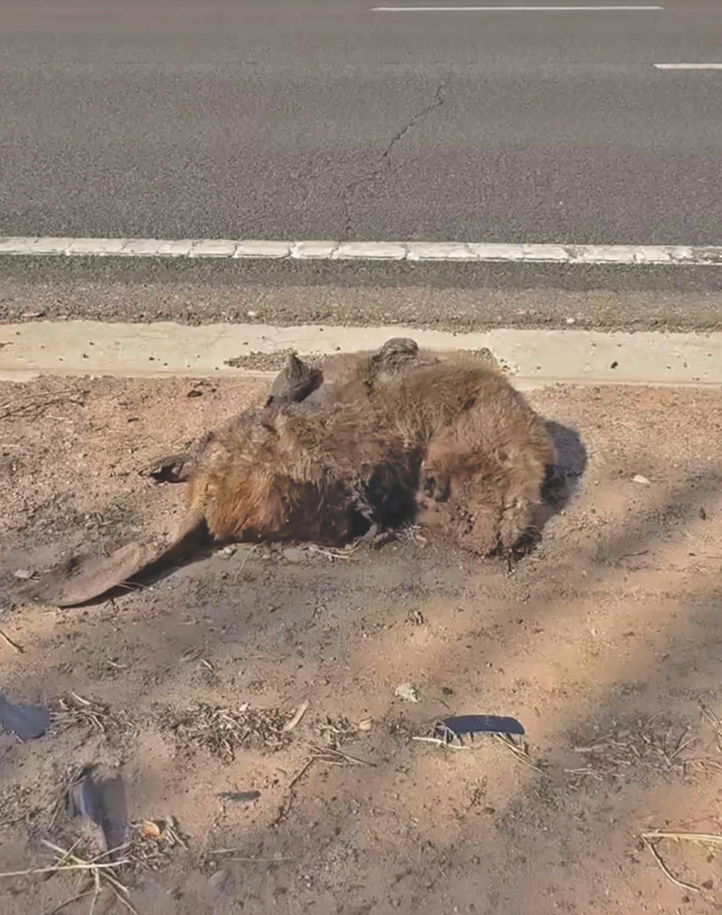 community-deceased-beaver-jenn-wilson.jpg