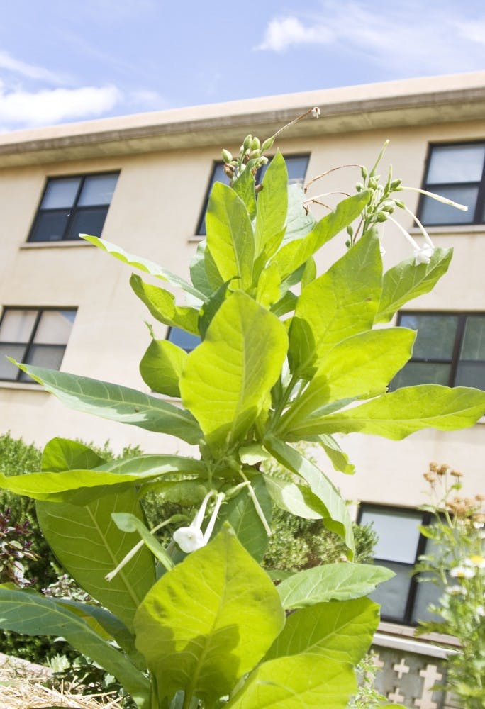	Fragrant Tobacco grows in Hokona courtyard.