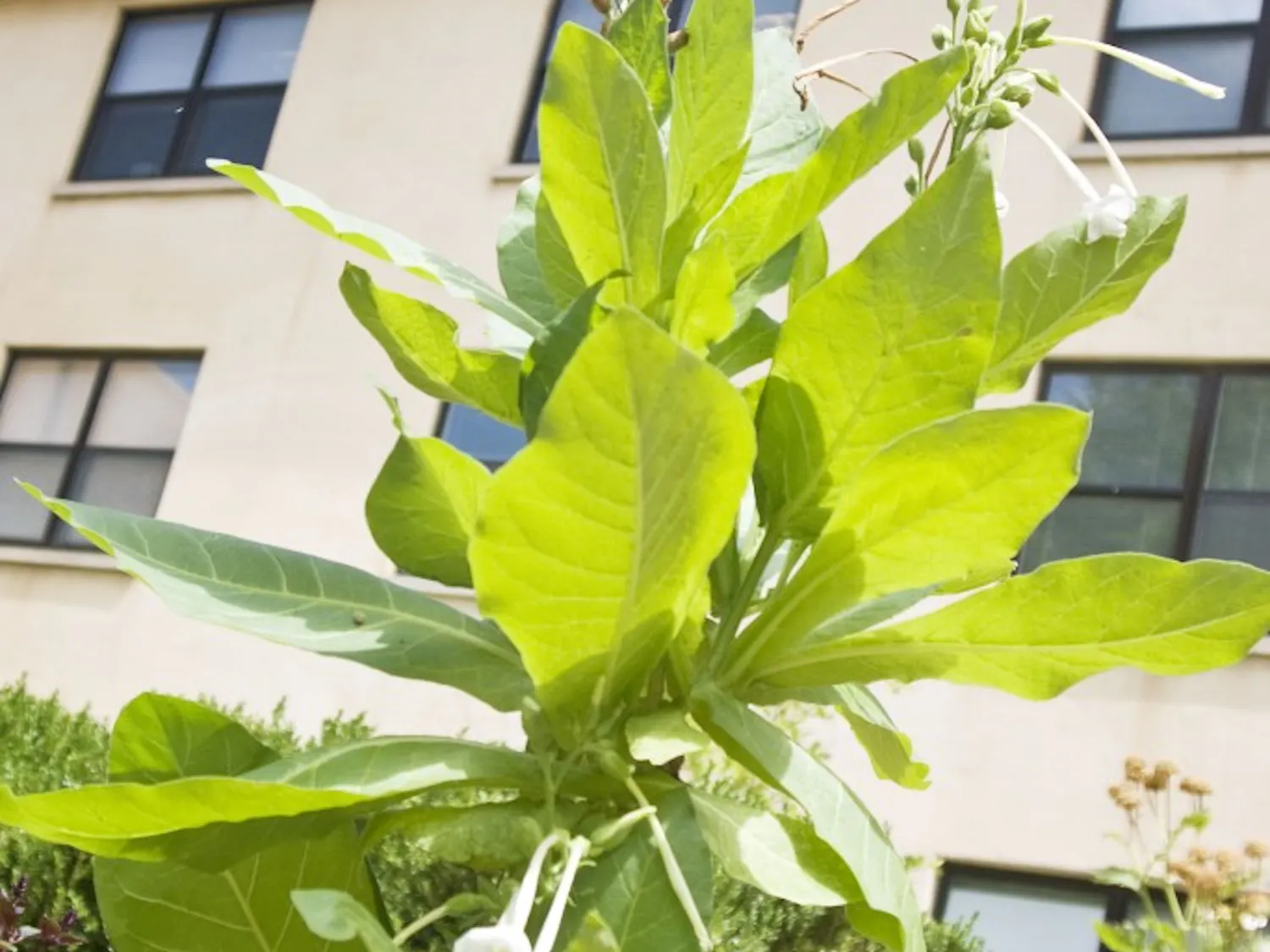 Fragrant Tobacco grows in Hokona courtyard.