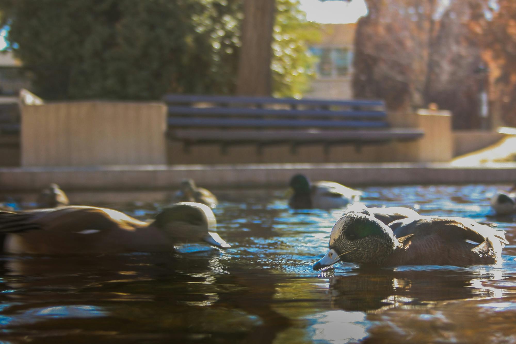 PHOTOSTORY:  Winter break vibes on UNM Campus