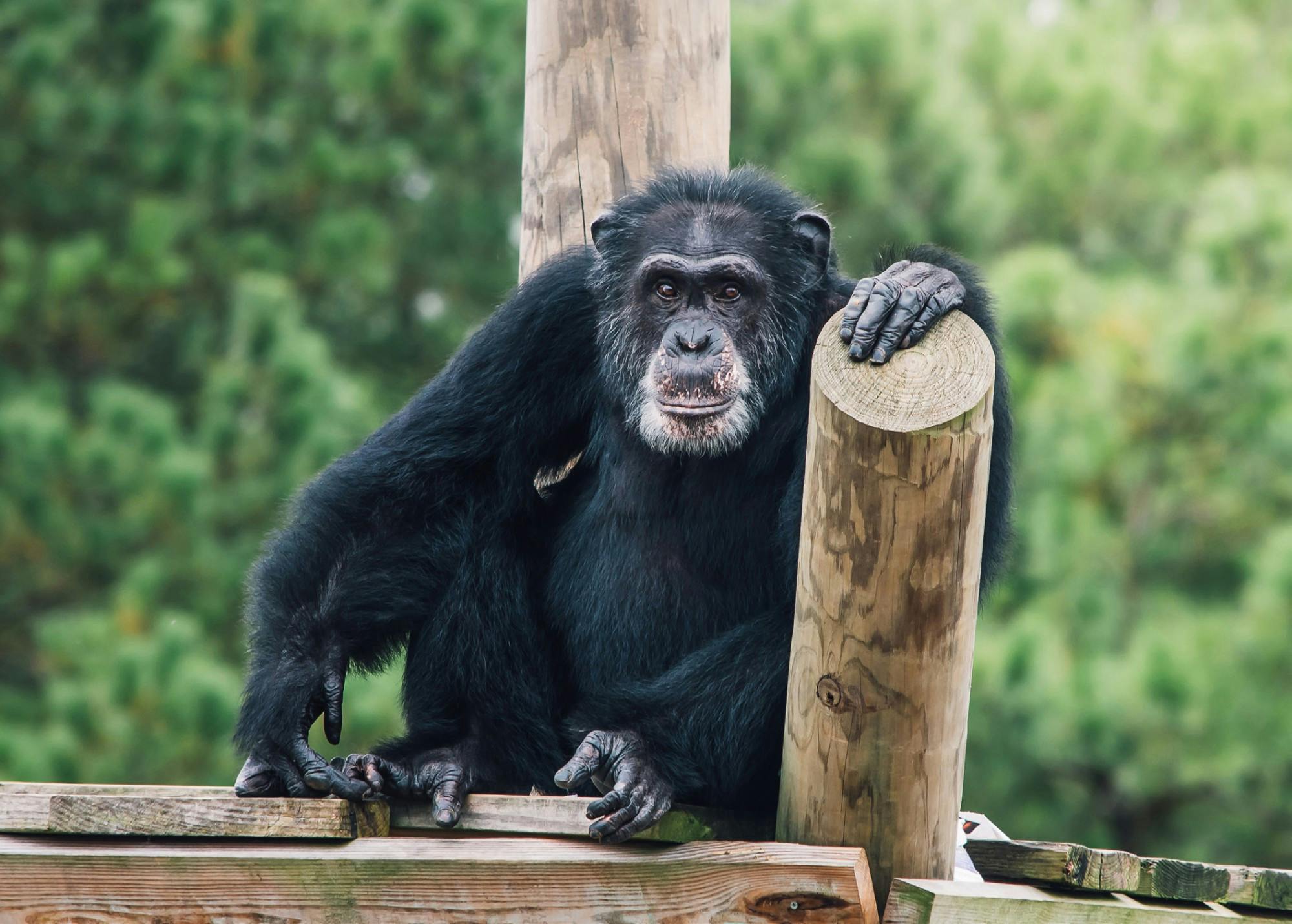 Henry the chimp.jpeg