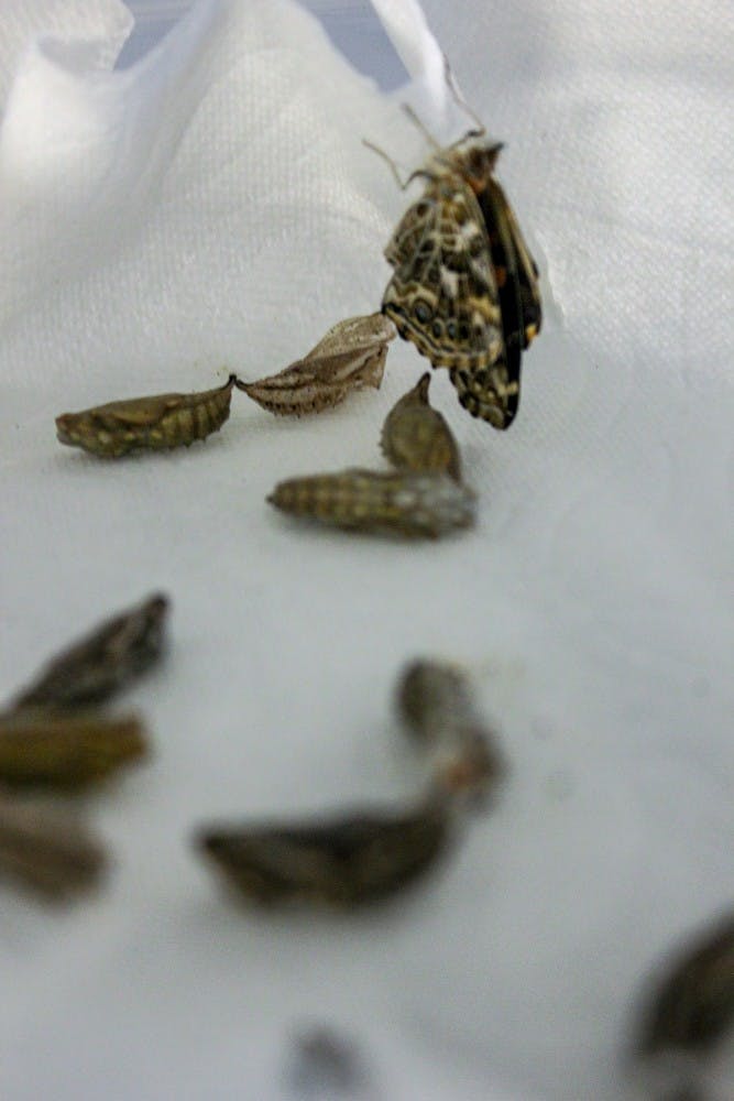 Photo story: Butterfly farm