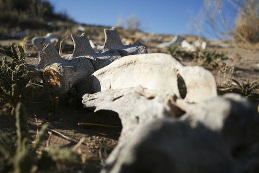 Cow bones are among the scattered waste on the West Mesa. Albuquerque Police are pulling shifts scouring the area for human remains after the bones of 11 people were found there.