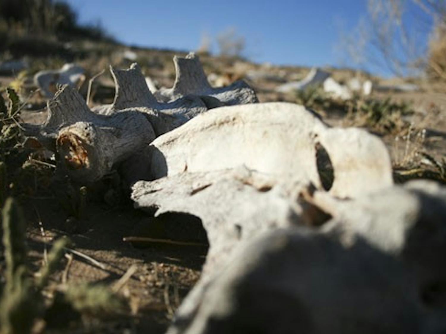 Cow bones are among the scattered waste on the West Mesa. Albuquerque Police are pulling shifts scouring the area for human remains after the bones of 11 people were found there.
