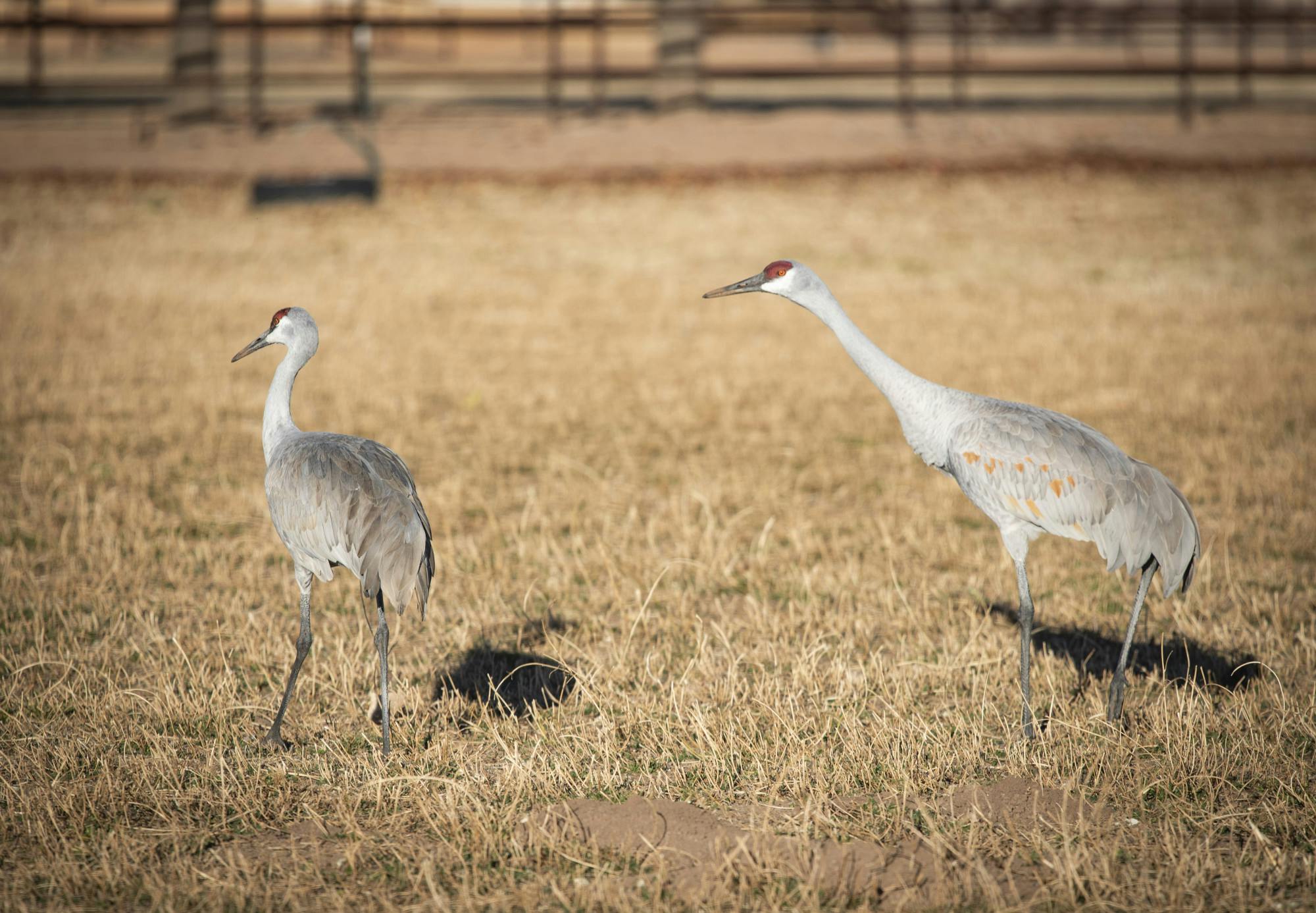 PHOTO STORY:  Fragile bosque ecosystem provides essential habitat for migratory birds