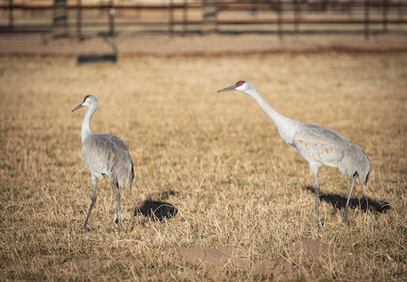 PHOTO STORY:  Fragile bosque ecosystem provides essential habitat for migratory birds