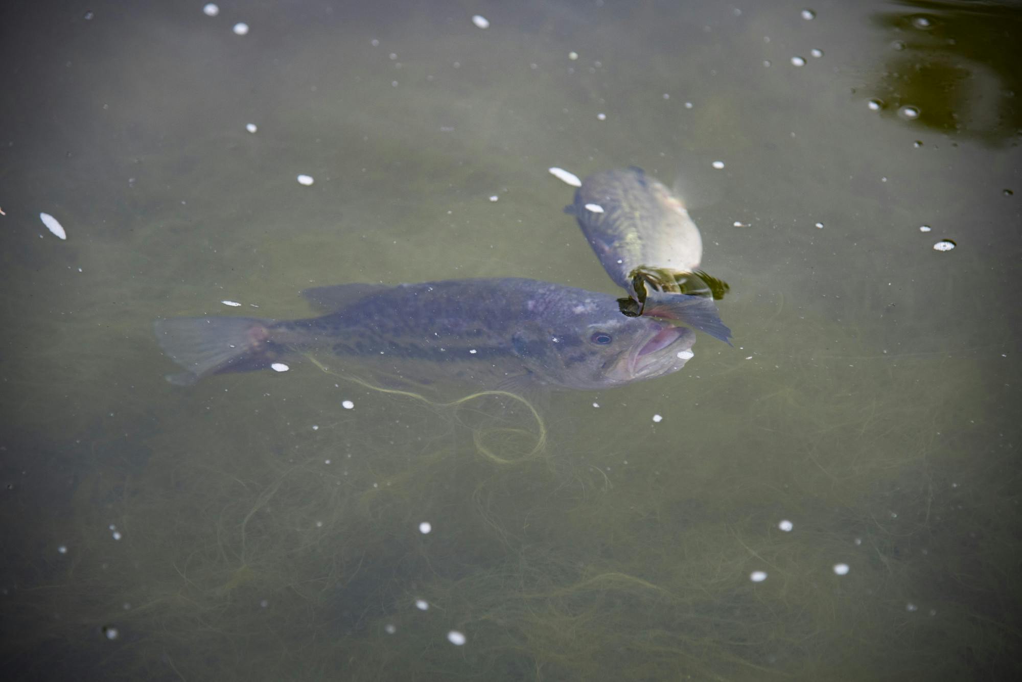 PHOTOSTORY: Duck pond comes alive