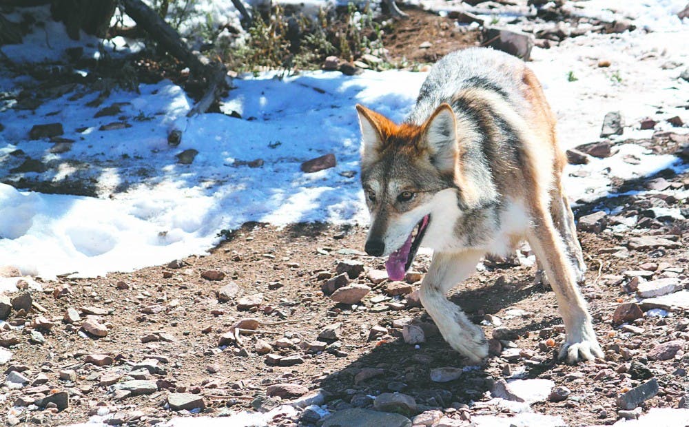 Endangered Wolves Taste