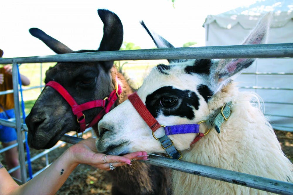 2019 Lavender festival 