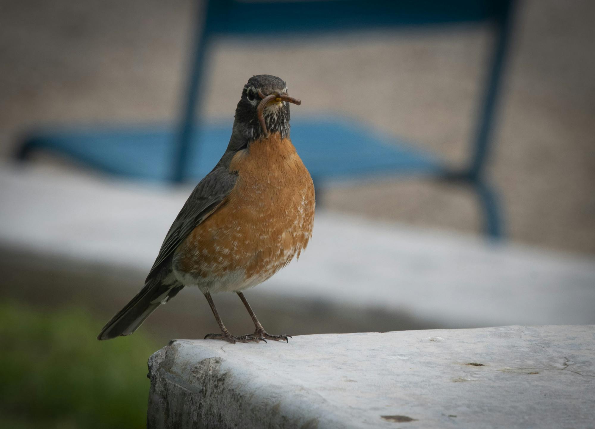 PHOTOSTORY: Hundreds of birds find home in Albuquerque landscapes