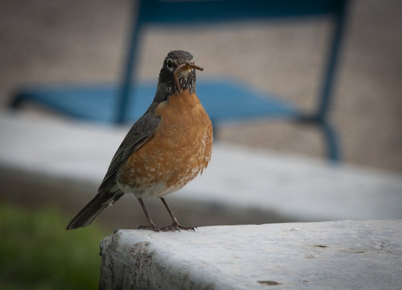 PHOTOSTORY: Hundreds of birds find home in Albuquerque landscapes