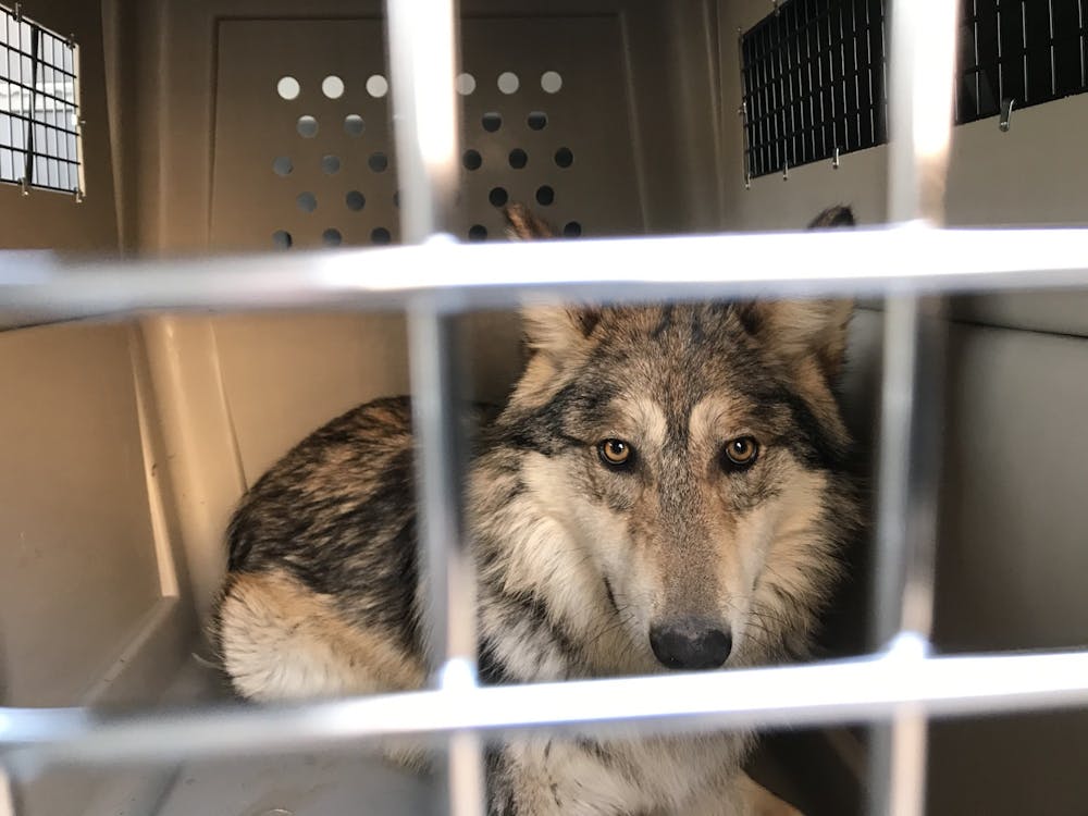 Mexican gray wolves released from BioPark into the wild New Mexico Daily Lobo