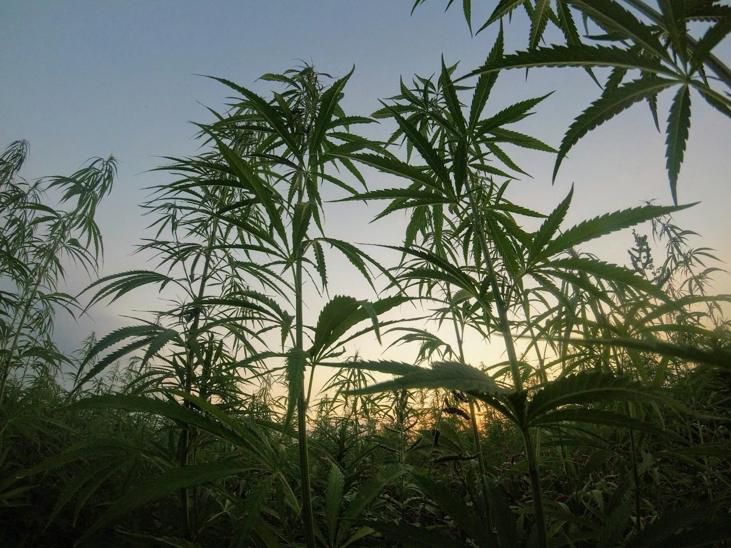 CannabisCrop.jpg