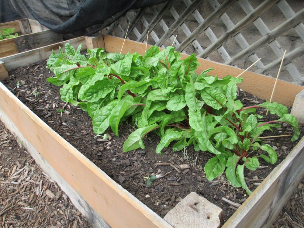 	Red chard is a healthy green that grows well in New Mexico’s mild climate. 