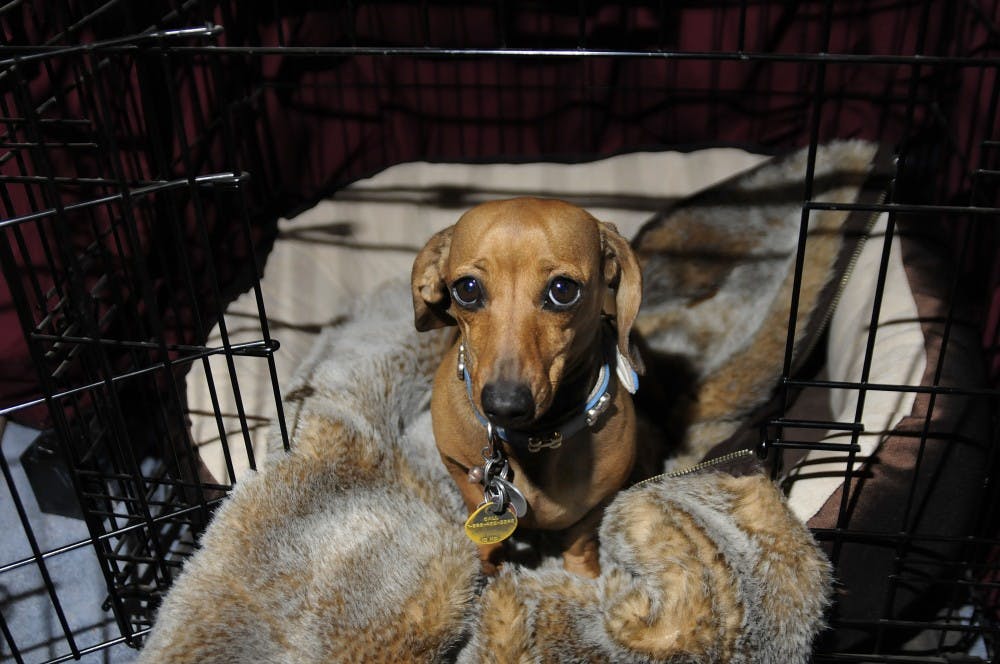 	In this photo illustration, Wiggles sits on a fur coat purchased at Buffalo Exchange. The Coats for Cubs program accepts fur clothing donations for orphaned animals in rehabilitation centers. Check out Page 6 for the full story. 