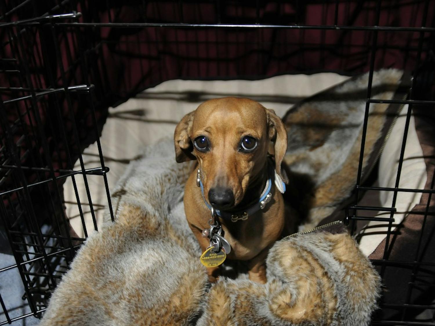 In this photo illustration, Wiggles sits on a fur coat purchased at Buffalo Exchange. The Coats for Cubs program accepts fur clothing donations for orphaned animals in rehabilitation centers. Check out Page 6 for the full story.