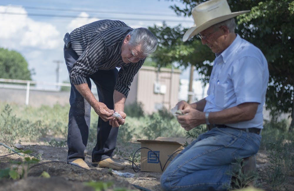 Nicholas De Robles (left) and Amzie Yoder set up a drip irrigation system Thursday afternoon. De Robles and Yoder are members of a neighborhood association board that has opened a community farm in Albuquerque's South Valley. 

