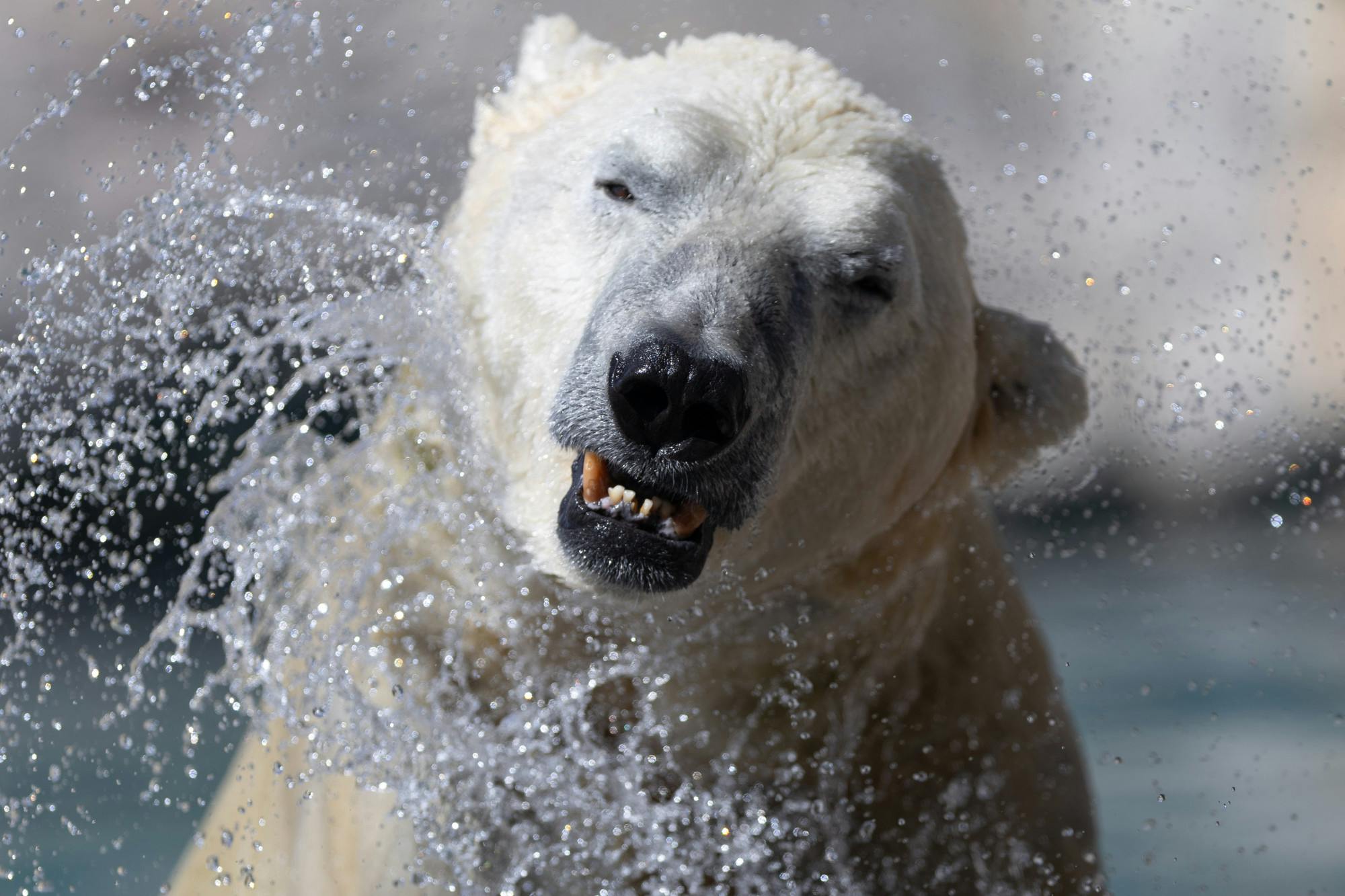 PHOTO STORY: International Polar Bear Day at ABQ BioPark