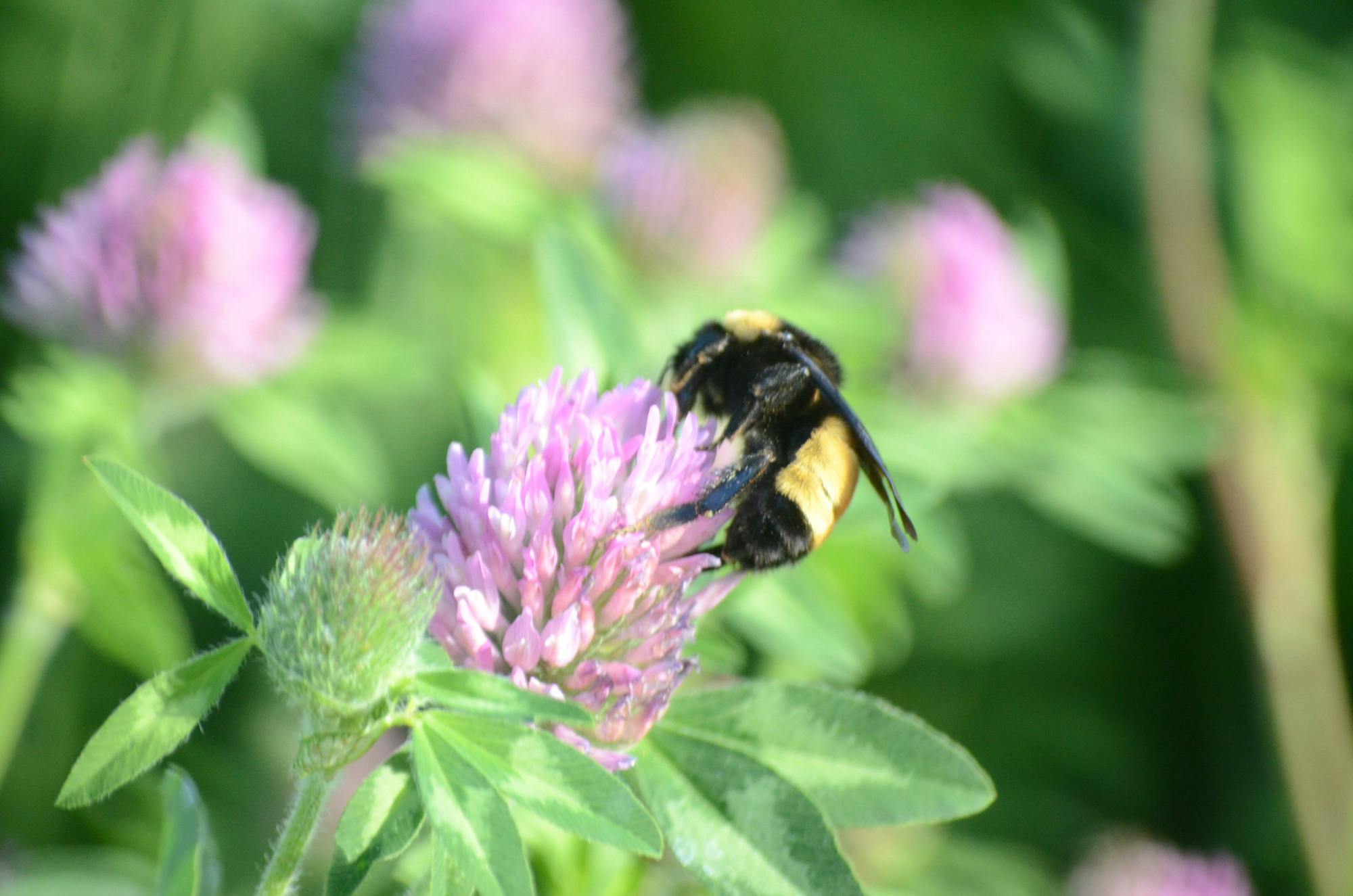 PHOTO STORY: This spring, bees make campus their home
