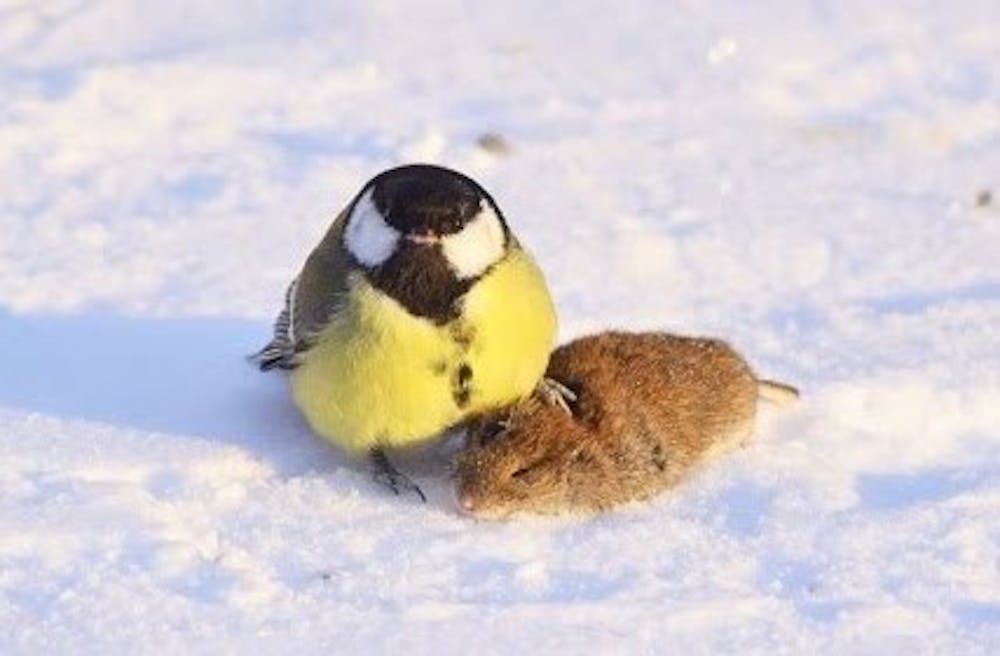 A Great Tit claims its mammalian victim.