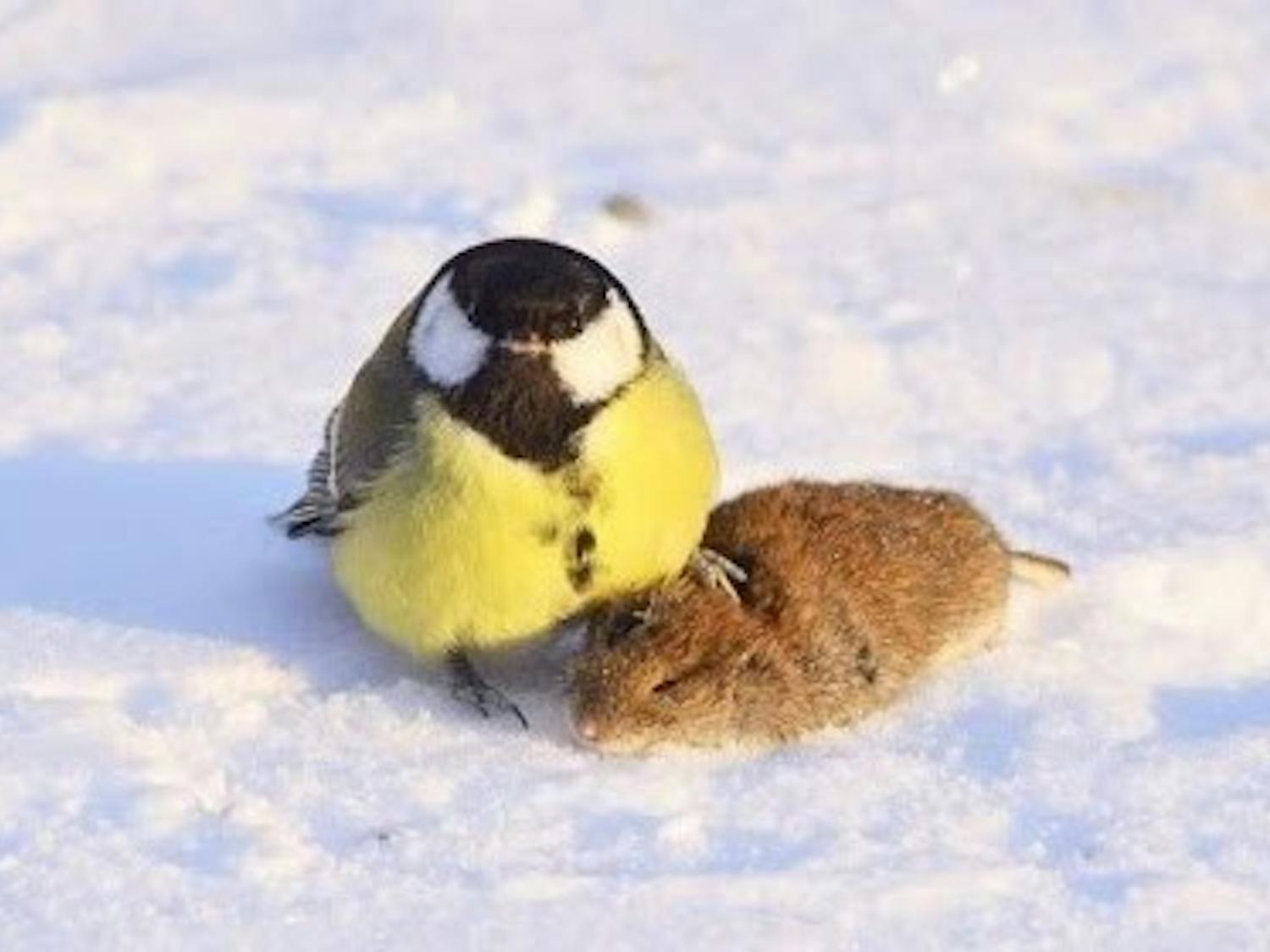 A Great Tit claims its mammalian victim.