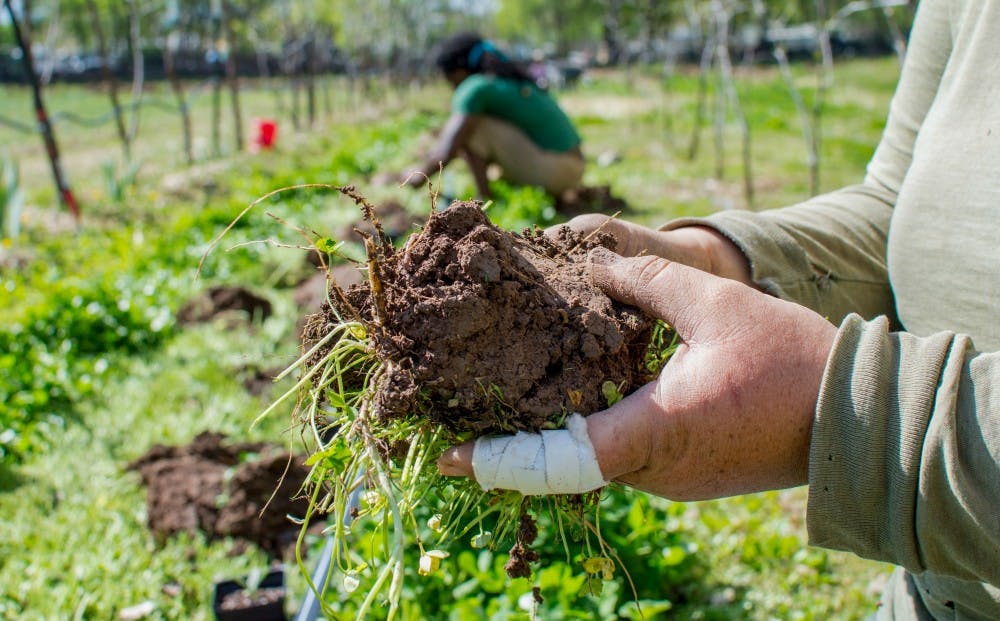 Photo Story: Chispas Farm