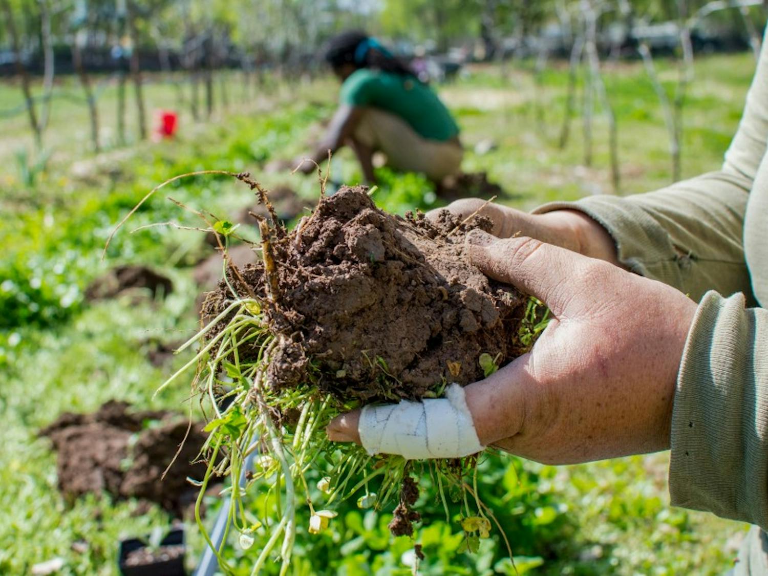 Photo Story: Chispas Farm