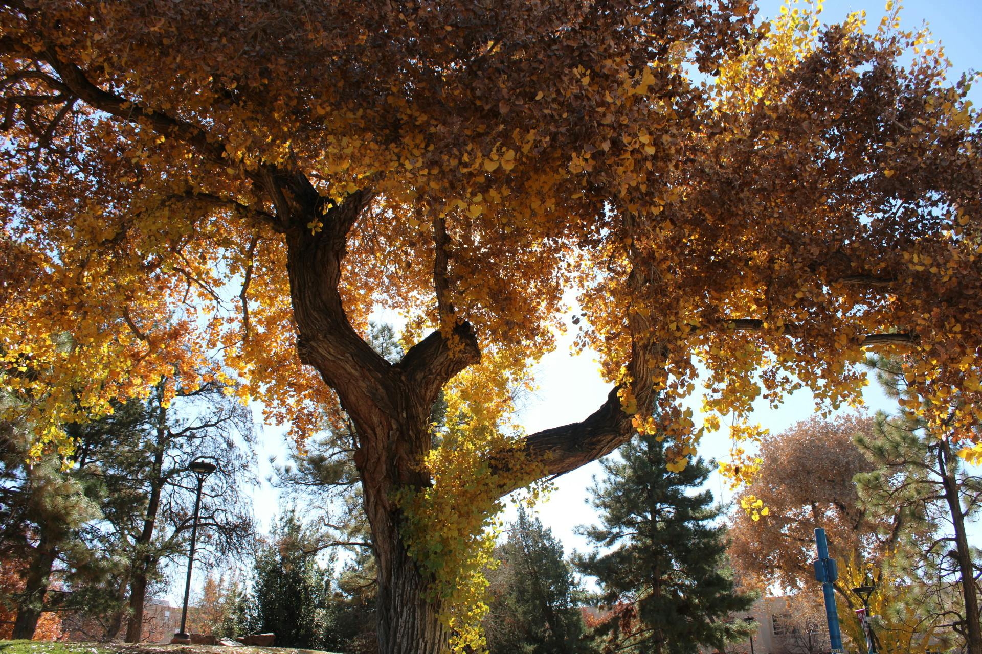 PHOTO STORY: Campus Wildlife Prepares For Winter