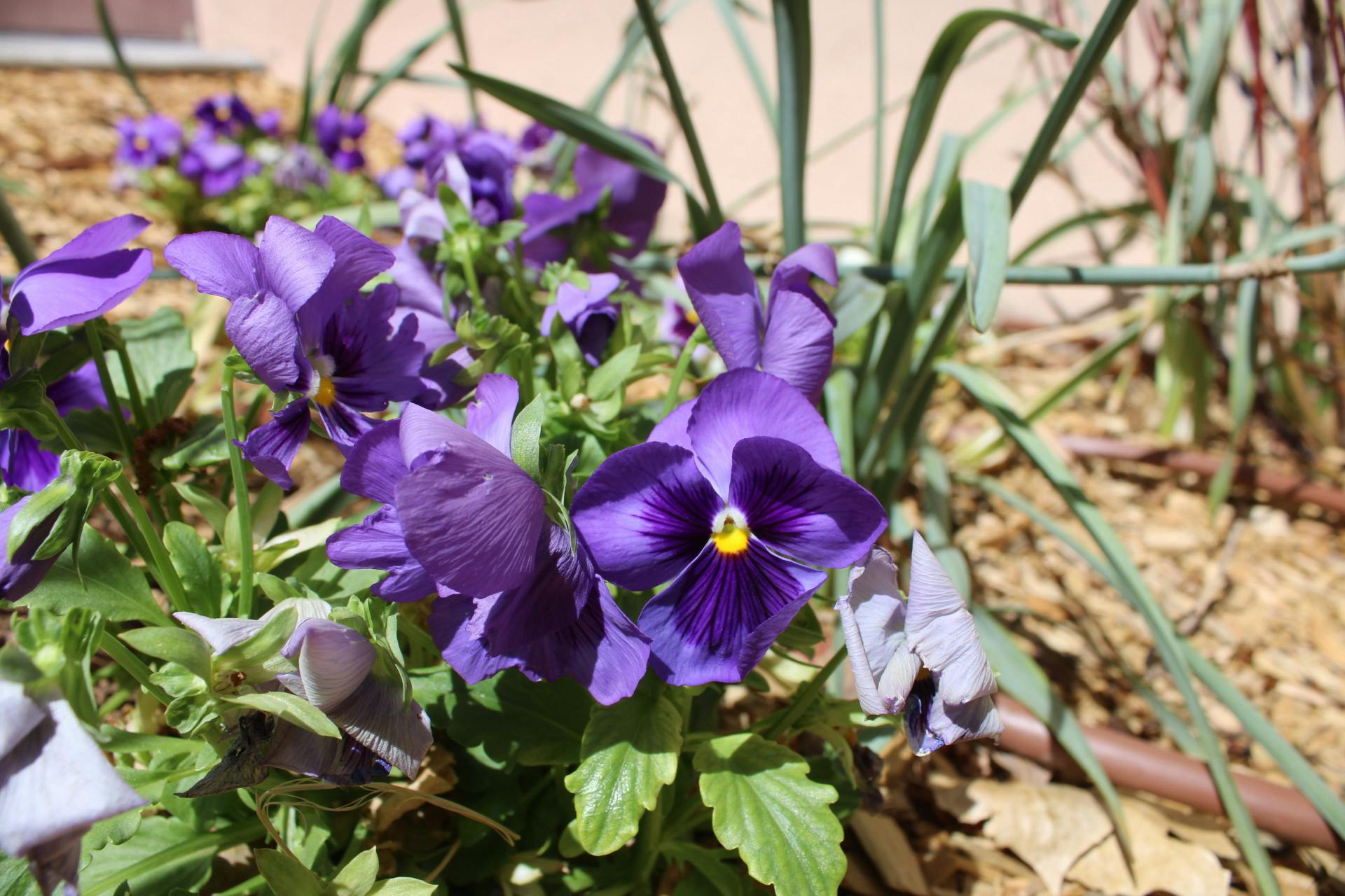 PHOTO STORY:  Spring brings UNM flora to life across campus