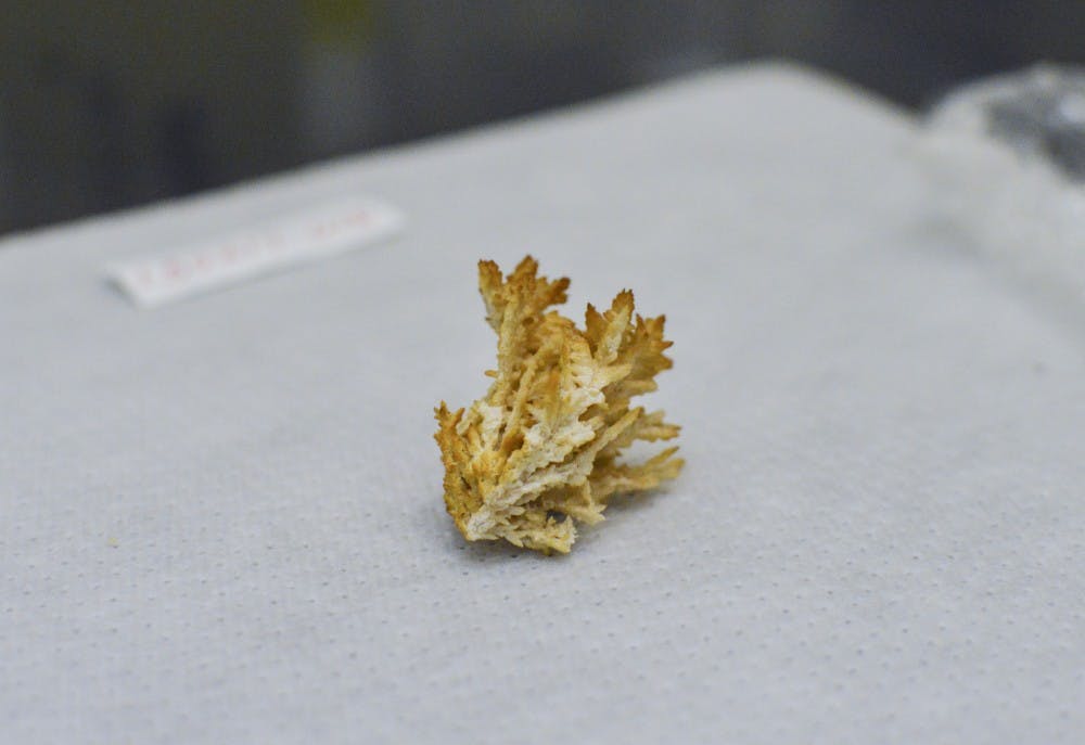A type of crystal known as a floret lies in a clean room laboratory inside Northrop Hall on Monday morning. This was found on the 13,000-year-old remains of a female discovered in a collapsed chamber in the Hoyo Negro, part of the Sac Actun cave system, located within the Yucatan Peninsula of Mexico.