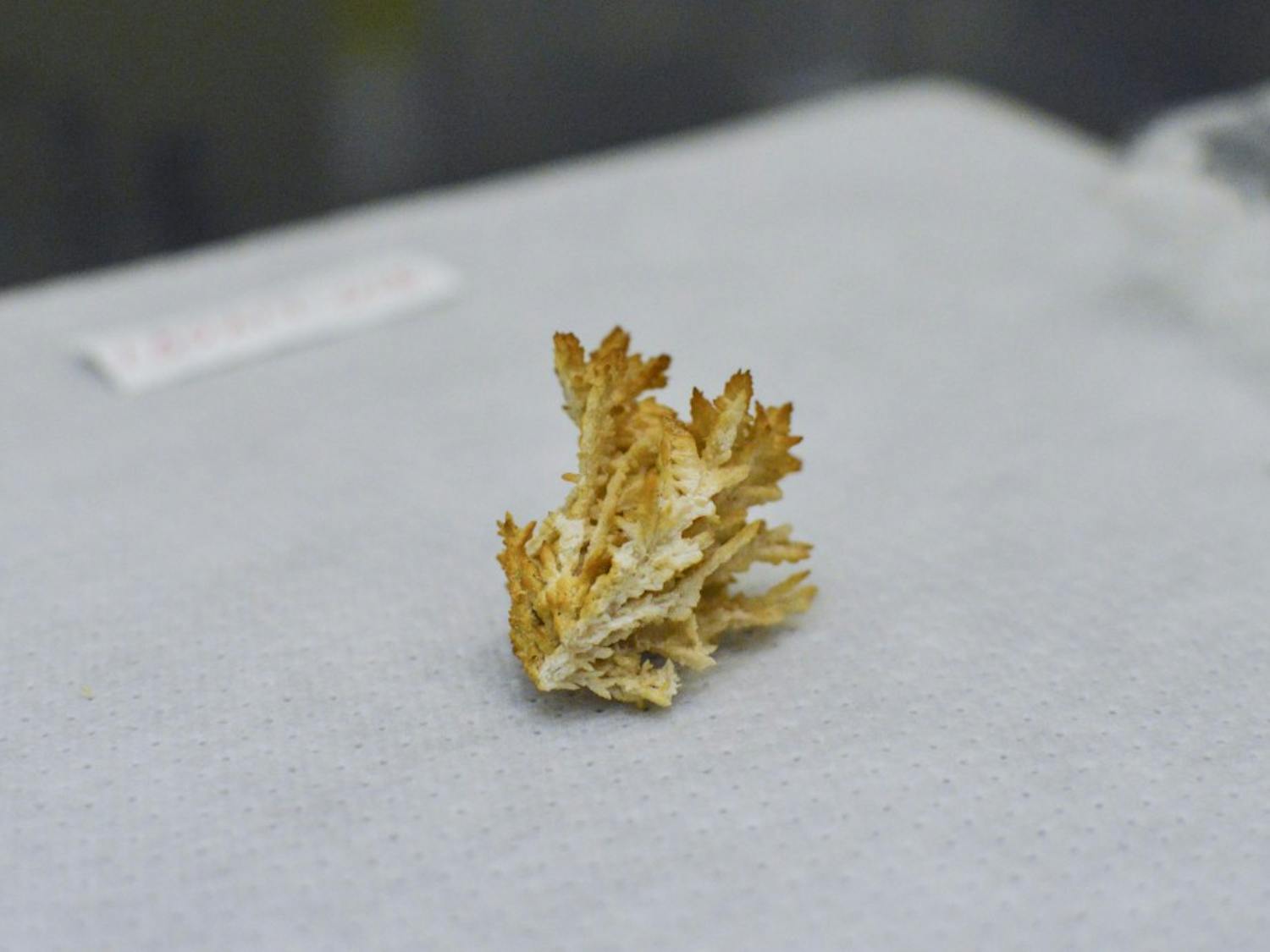 A type of crystal known as a floret lies in a clean room laboratory inside Northrop Hall on Monday morning. This was found on the 13,000-year-old remains of a female discovered in a collapsed chamber in the Hoyo Negro, part of the Sac Actun cave system, located within the Yucatan Peninsula of Mexico.