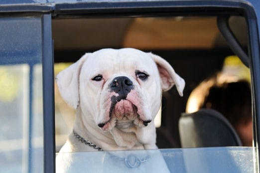 Staff Council members have started a campus-wide charity drive to collect items for pets that have been given up or abandoned by their owners. Shelters have taken in 45 percent more pets this year because of the economic crisis. 