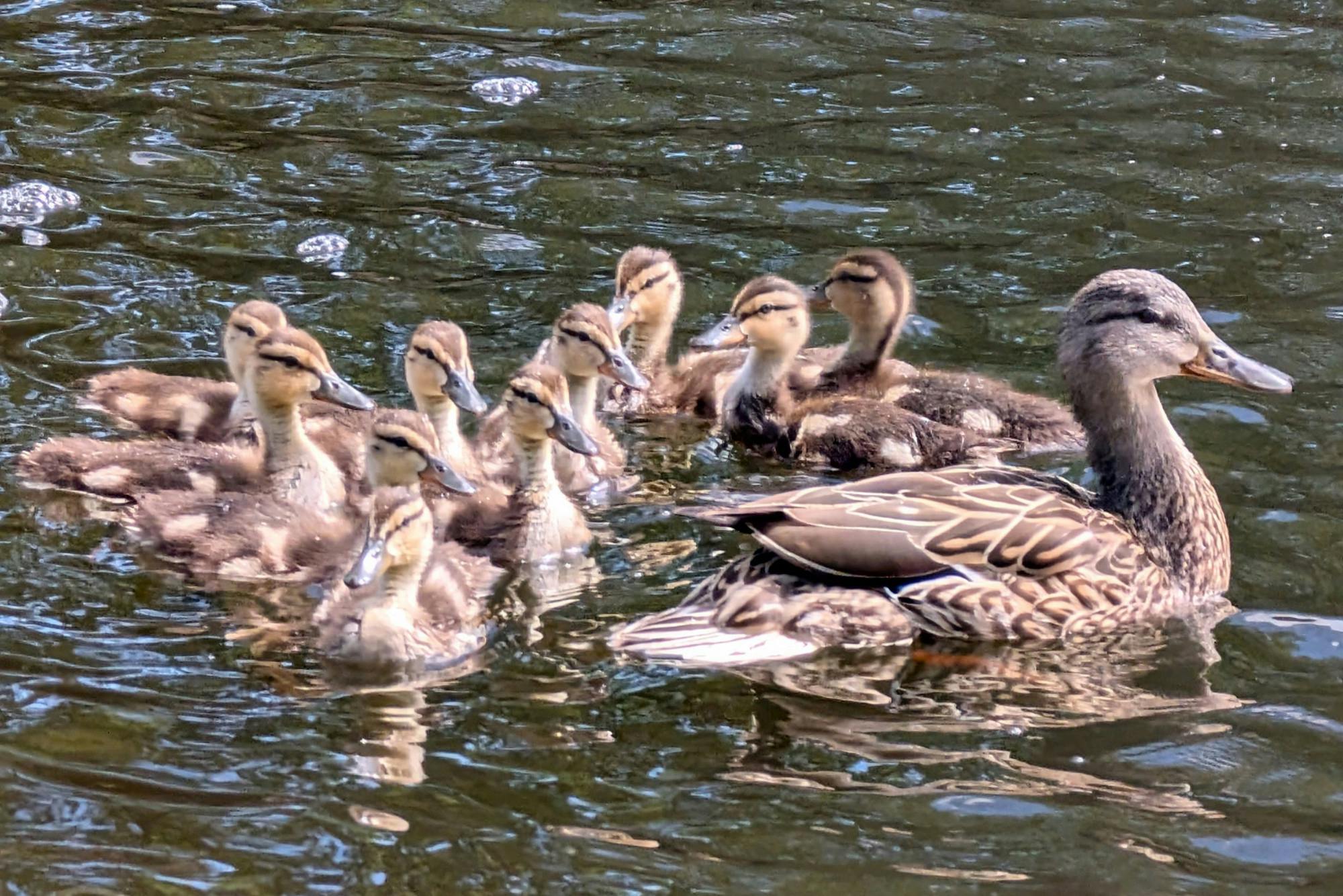 PHOTO STORY: Warm welcomes to UNM’s newest ducklings